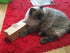 Food Puzzle for Cat - Cardboard