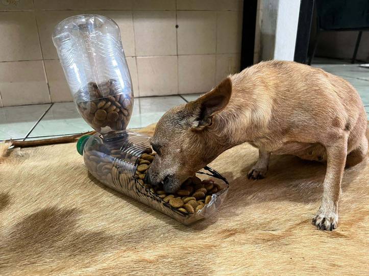Pet Feeder - Plastic Bottle