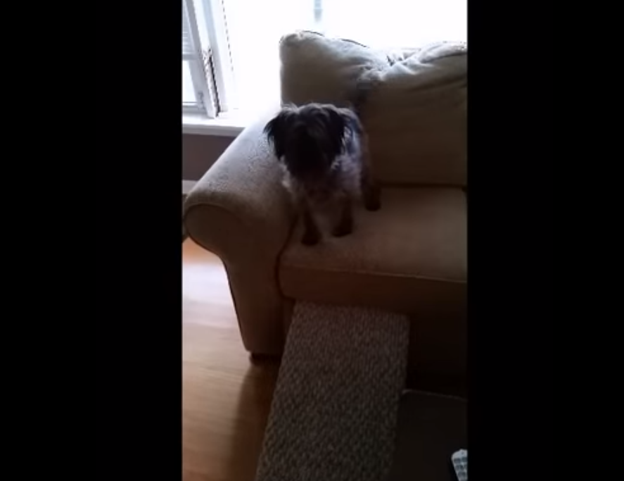 Pet Ramp - Cabinet Door