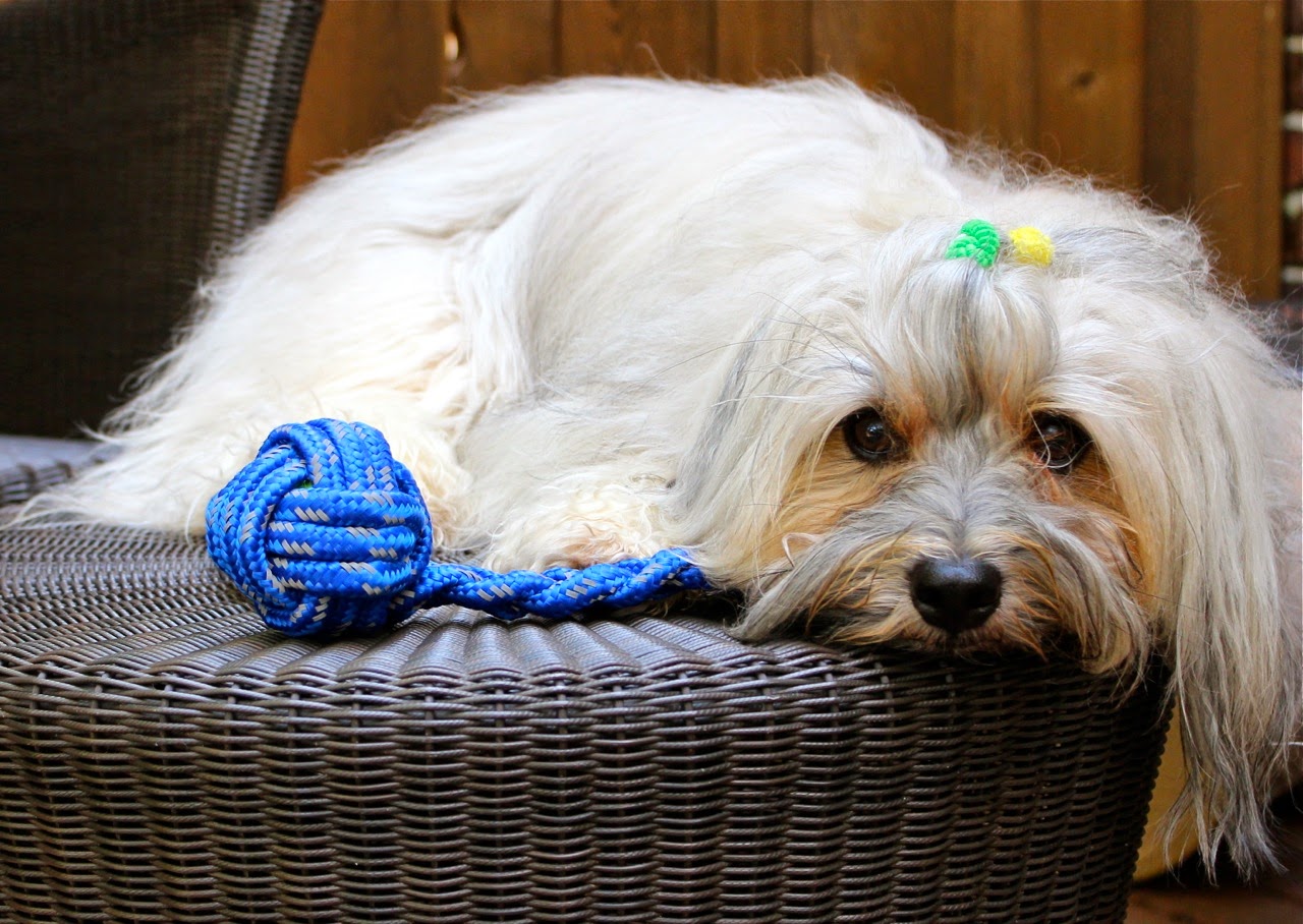 Rope Tug Toy - Tennis Ball