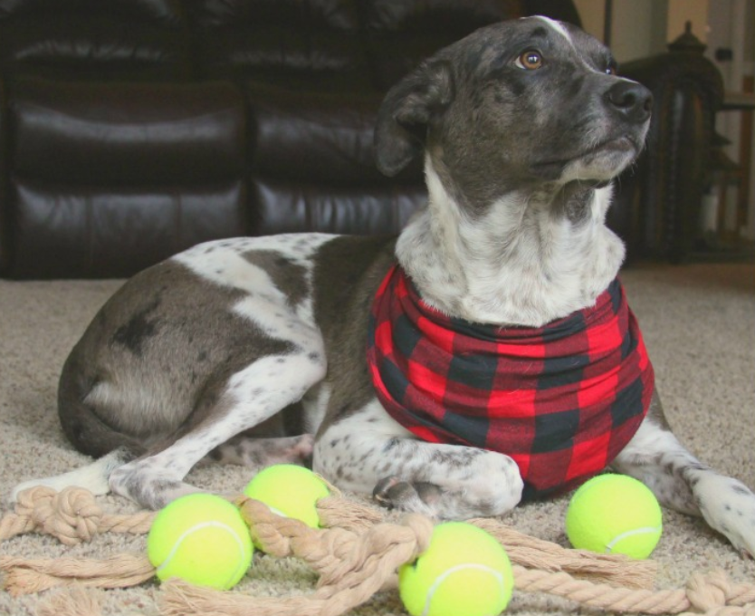 Dog Rope Toy - Tennis Ball