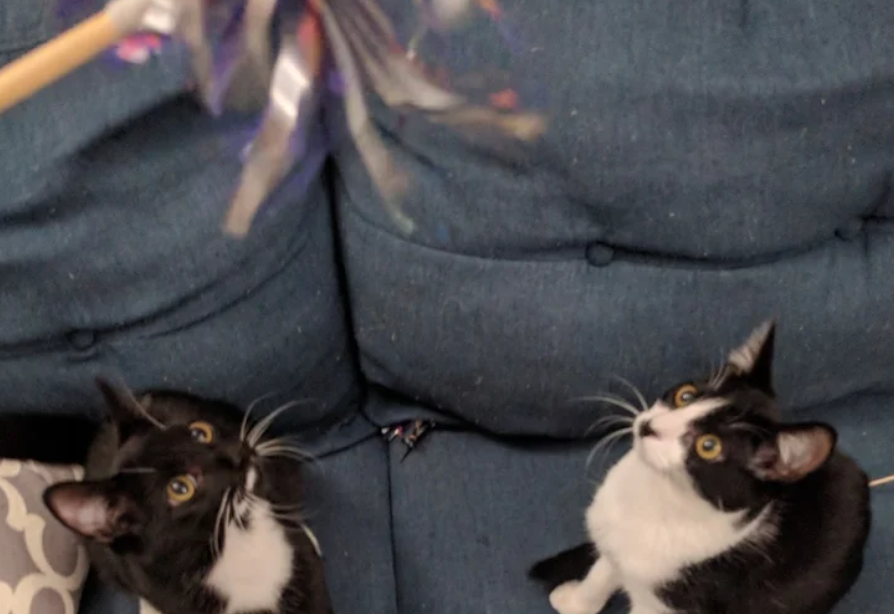 Wand Cat Toy - Chip Bag