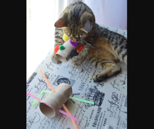 Cat Toy - Toilet Paper Roll
