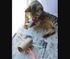 Cat Toy - Toilet Paper Roll