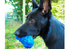 Dog Toy - T Shirt