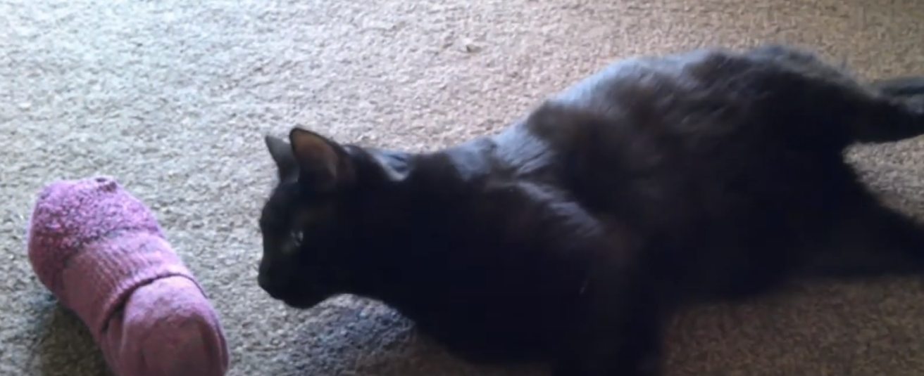 Catnip Toy - Socks