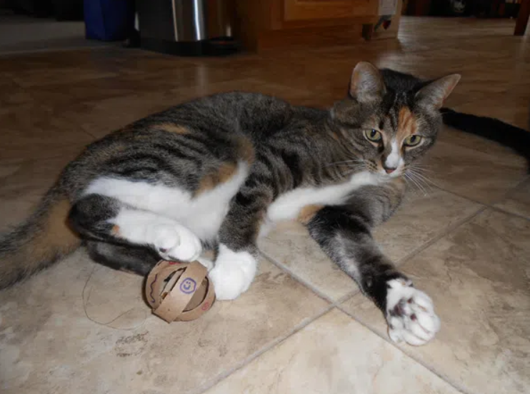 Cat Toy - Toilet Paper Roll