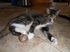 Cat Toy - Toilet Paper Roll