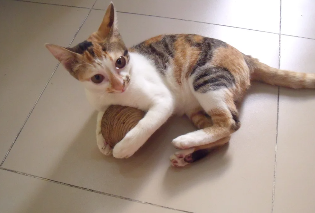 Ball Cat Toy - Cardboard