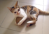 Ball Cat Toy - Cardboard