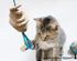 Cat Toy - Cardboard