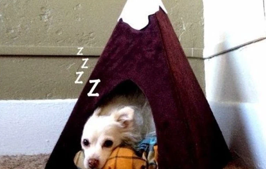 Cat Tent - Cardboard