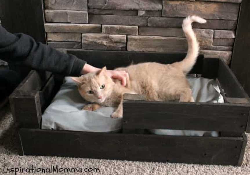 Cat Bed - Pallet