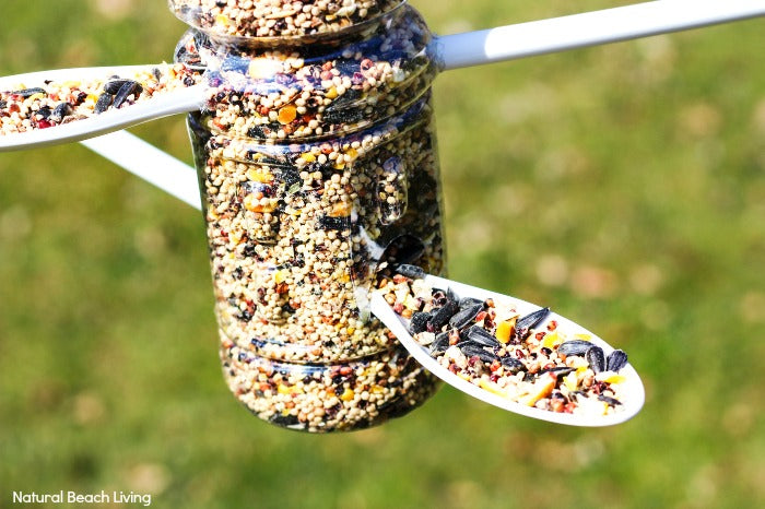 Bird Feeder - Plastic Bottle