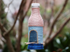 Birdhouse - Plastic Bottle