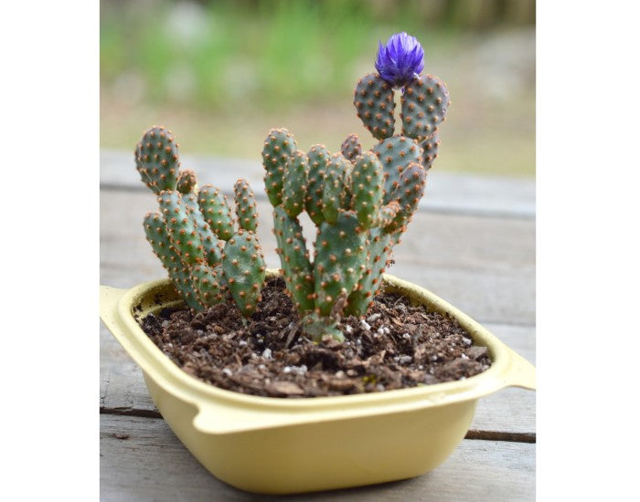 Cactus Planter - Plastic Container