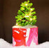 Christmas Tree - Pine Cone