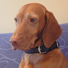 Dog Collar - Belt