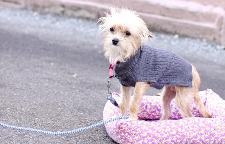 Dog Sweater - Sweater