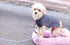 Dog Sweater - Sweater