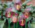Flower - Electric Mixers