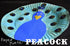 Peacock - Paper Plate