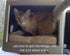 Pet Bed - Computer