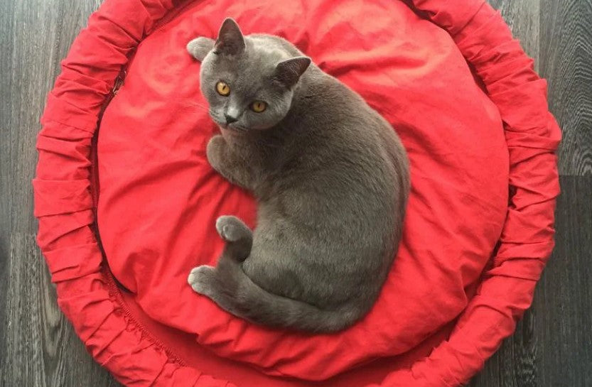 Pet Bed - Bicycle Wheel