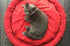 Pet Bed - Bicycle Wheel