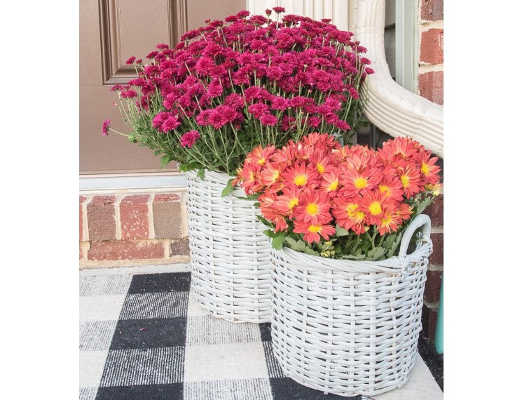 Planter - Basket