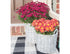 Planter - Basket