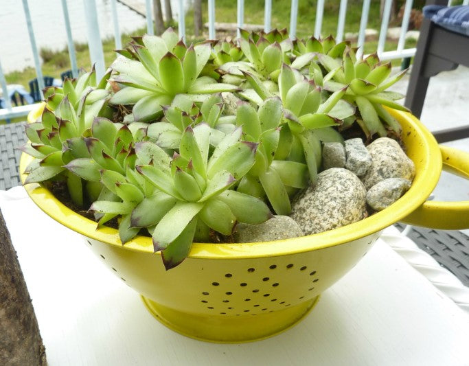 Planter - Colander