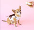 Costume (S'mores Dog) - Cardboard