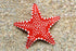 Starfish - Paper Plate