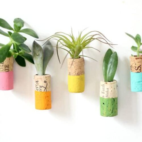 Succulent - Wine Cork