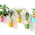 Succulent - Wine Cork