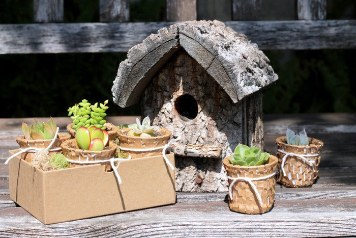 Succulent Pots - Coffee Cup