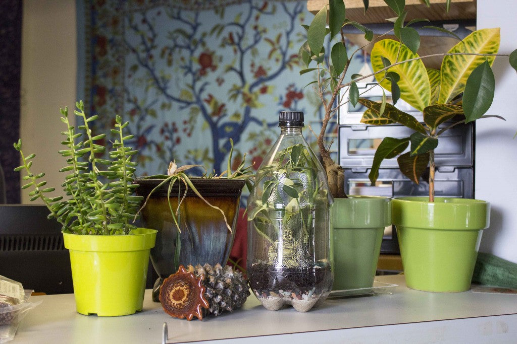 Terrarium - Plastic Bottle